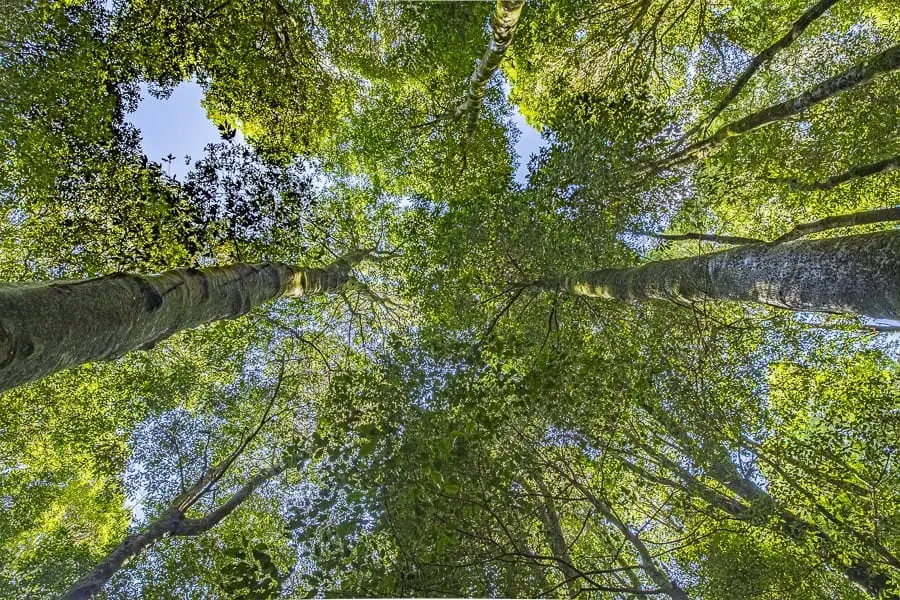 Lush Sassafras and Coachwood canopy on the Witches Leap rainforest walk in the Blue Mountains.