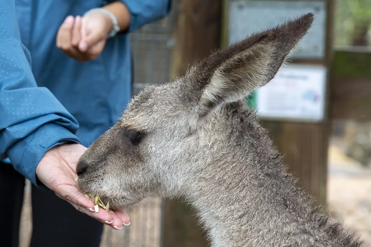 Feed The Kangaroos Featherdale Feeding Kangaroos at Featherdale Wildlife Park on a small group blue mountains tour