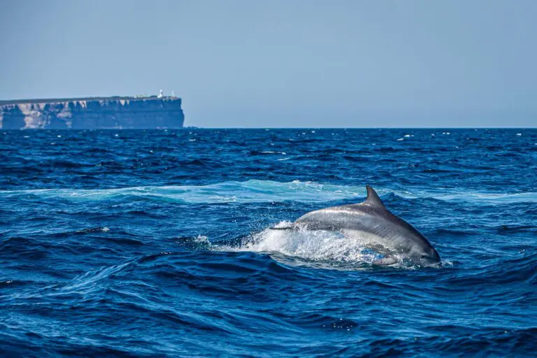 A dolphin out of the water on a Private Jervis Bay Tour from sydney