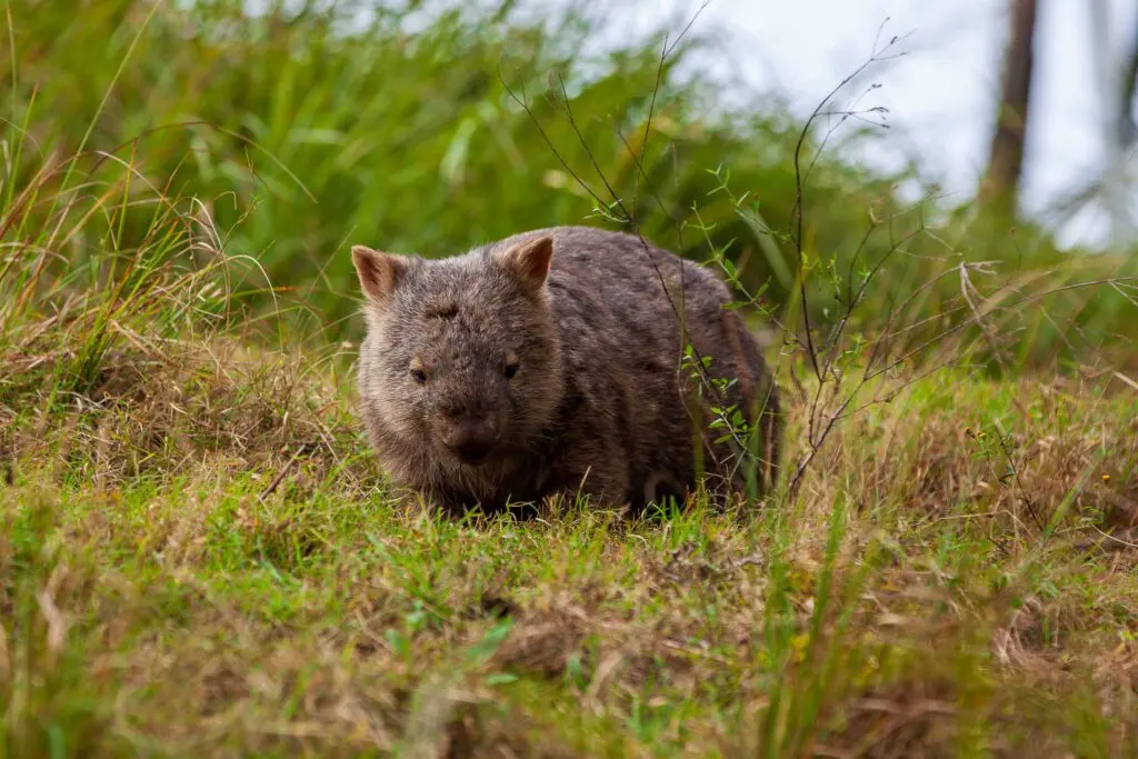 Wombat in the wild