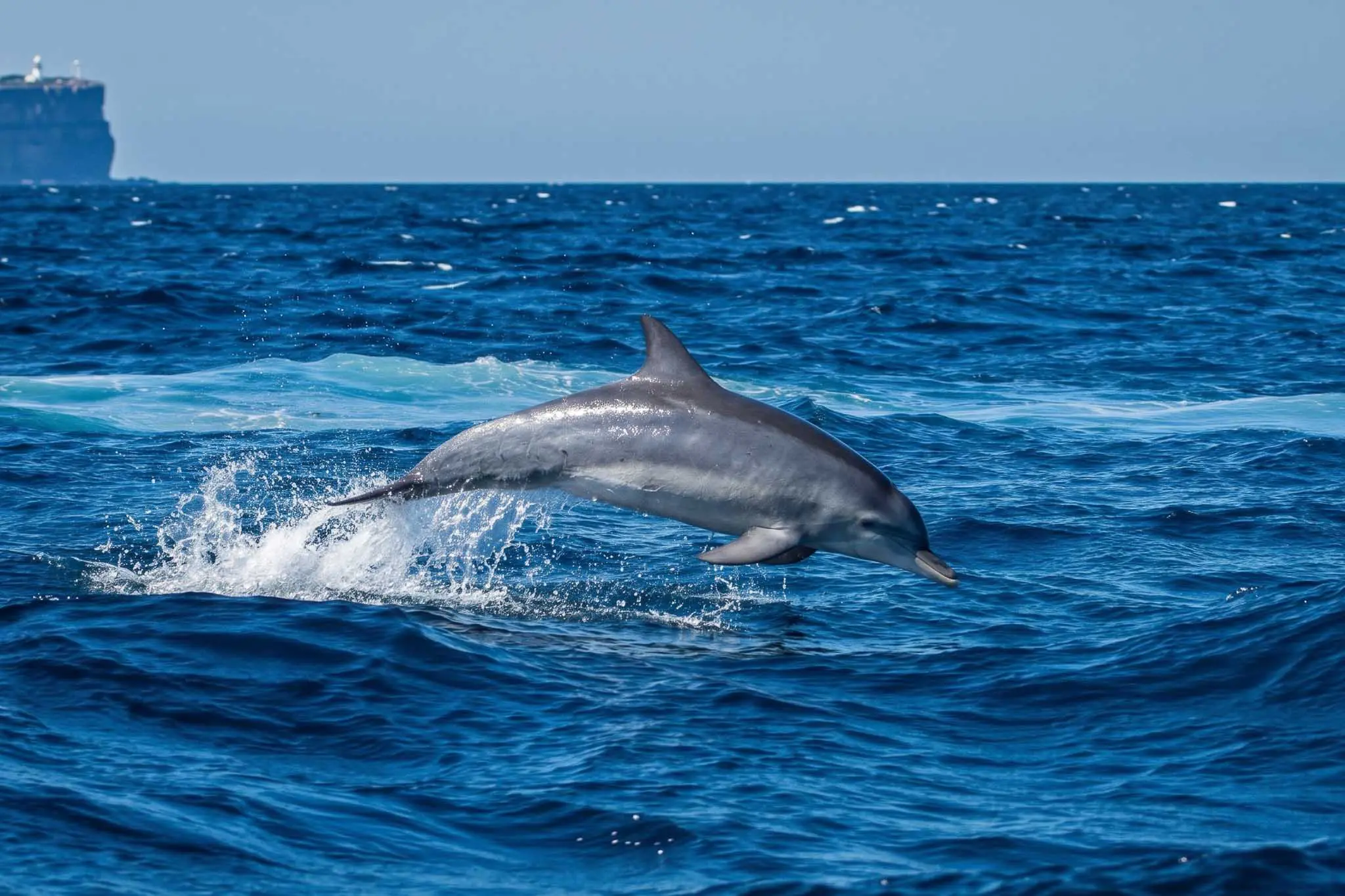Jervis Bay Dolphin Tour Mid Air Image