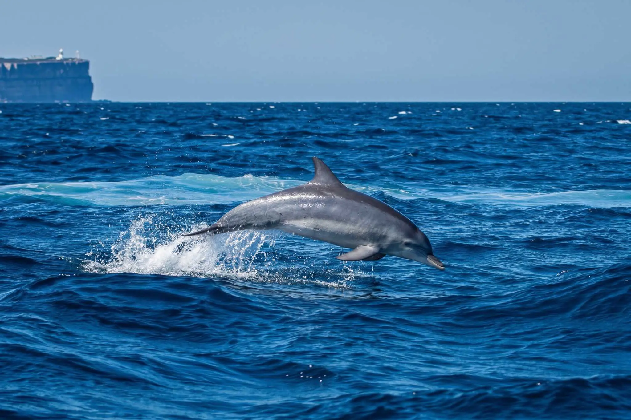 Private Jervis Bay Tour from Sydney with Dolphin Cruise