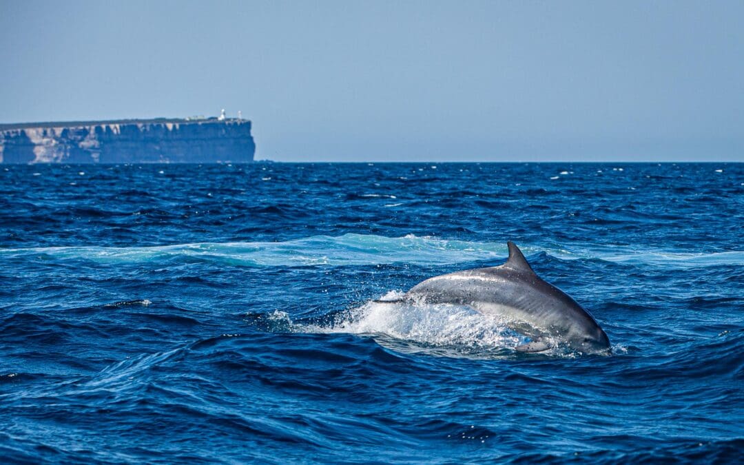 Private Jervis Bay Dolphin Watching Escape Tour