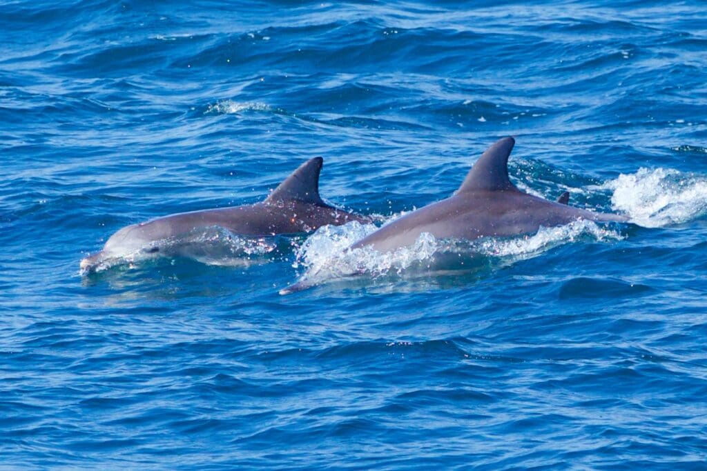 Dolphin Cruise Jervis Bay locals
