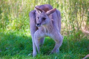 Wild Kangaroo