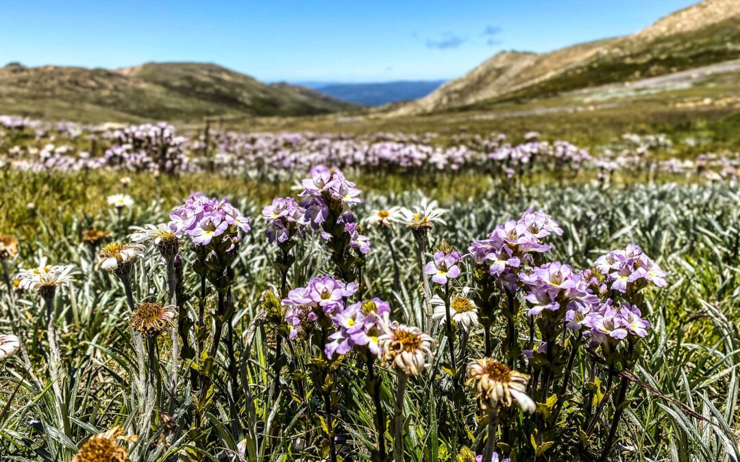 Private Mount Kosciuszko Tour | Sydney to the Summit
