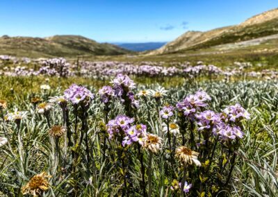 Mount Kosciuszko Summit walk